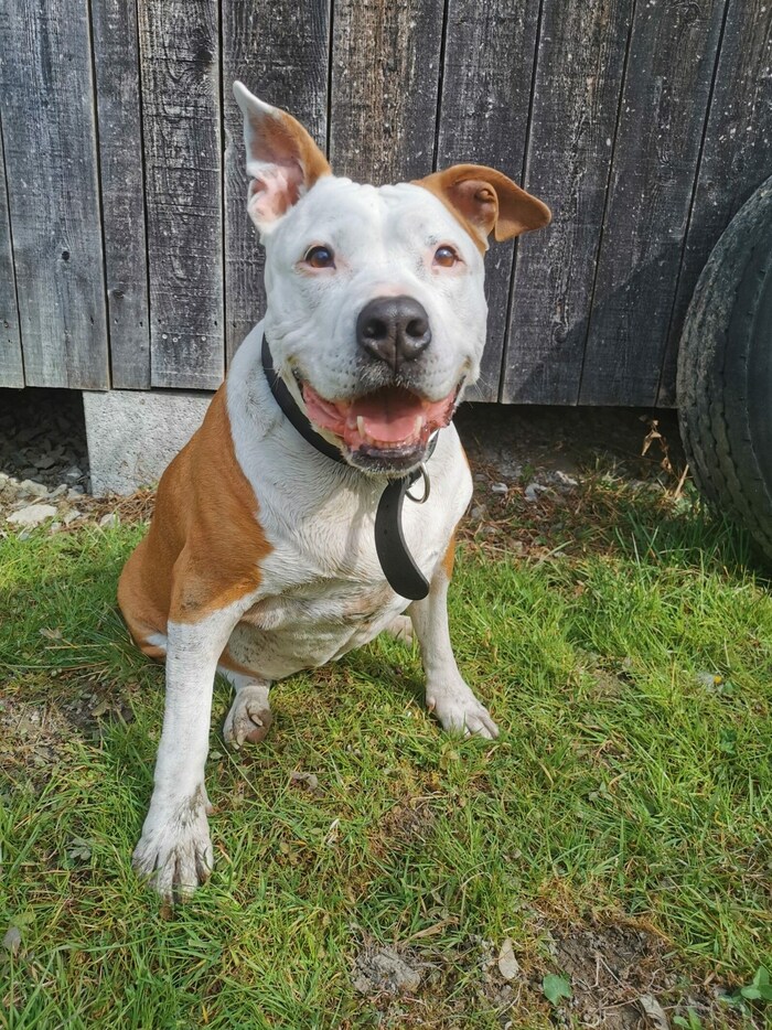 Der American Staffordshire Terrier Mischling Zarina.