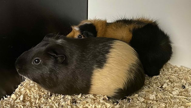 Das Meerschweinchen Duo Martin und Anubis