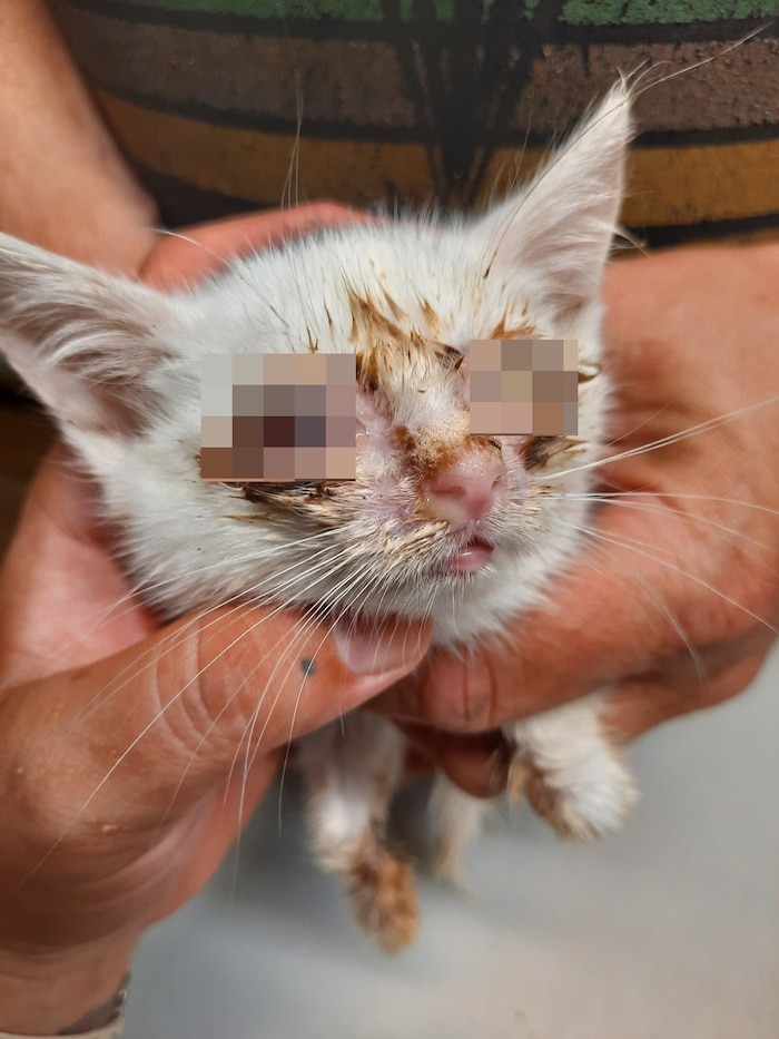 Den Kätzchen mussten die Augen oiperativ entfernt werden.