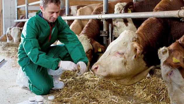 Heuer werden bei AMA-Betrieben um zehn Prozent mehr Kontrollen durchgeführt, das zeigt offenbar Wirkung. (Bild: AMA Marketing)