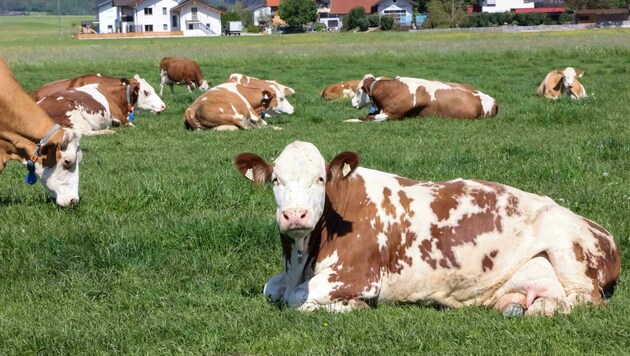 16.838 Rinder gibt es derzeit laut Tiergesundheitsdienst im Burgenland. Vor 23 Jahren waren es um 36 Prozent mehr. (Bild: Scharinger Daniel)