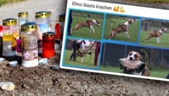 Unklar ist noch immer ob „Elmo“ scharf gemacht wurde. (Bild: zVg, TEAM FOTOKERSCHI / KERSCHBAUMMAYR, Krone KREATIV)