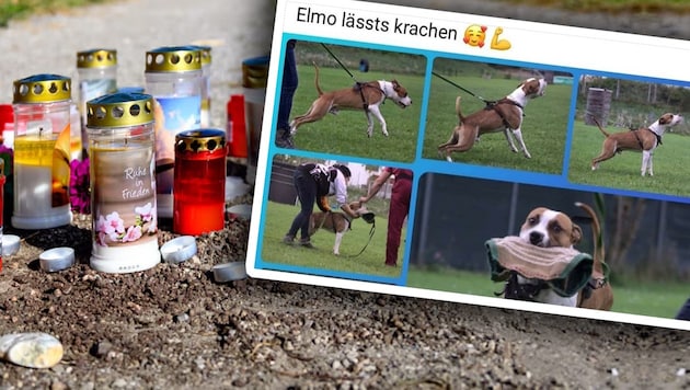 Vor etwas mehr als einem Monat kam es in Naarn zum tödlichen Hundeangriff. Jetzt beruft die Halterin von „Elmo“ gegen das landesweite und lebenslange Halteverbot (Bild: zVg, TEAM FOTOKERSCHI / KERSCHBAUMMAYR, Krone KREATIV)