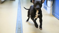 Einer der für Hundekämpfe gezüchteten und aus dem Folterkeller in Ansfelden (OÖ) befreiten ...