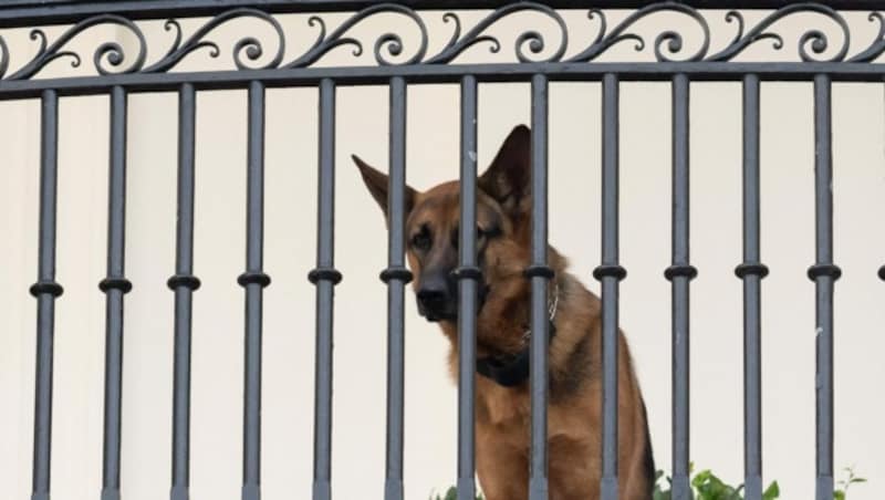 Schäferhund „Commander“ muss aus dem Weißen Haus ausziehen. (Bild: AFP)