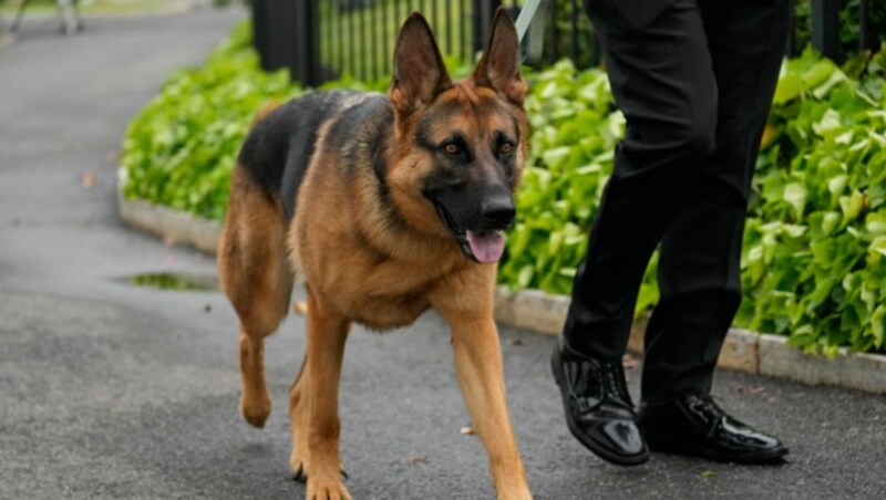 Bidens Hund legte sich gern mit Personenschützern des Präsidenten an. (Bild: Associated Press)