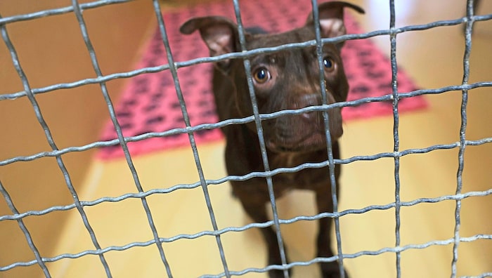 Diese großen Augen gehören einem nur für Hundekämpfe im Folterkeller gezüchteten befreiten ...