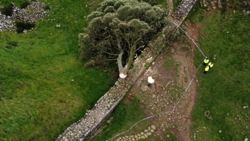 Der gefällte Baum am Hadrianswall (Bild: AFP)