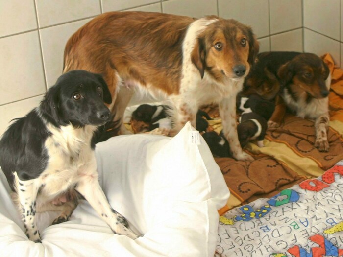 Happy End für die 53 eingepferchten Hunde.