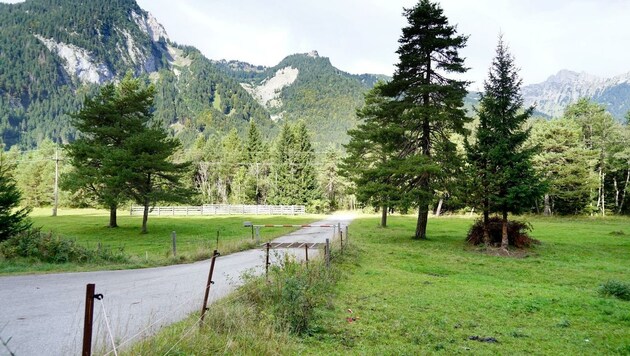 Auf dieser Weide passierte der Zwischenfall. (Bild: ZOOM.TIROL)