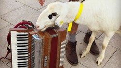 Brillenschaf Sabrina mit Ziehharmonika.