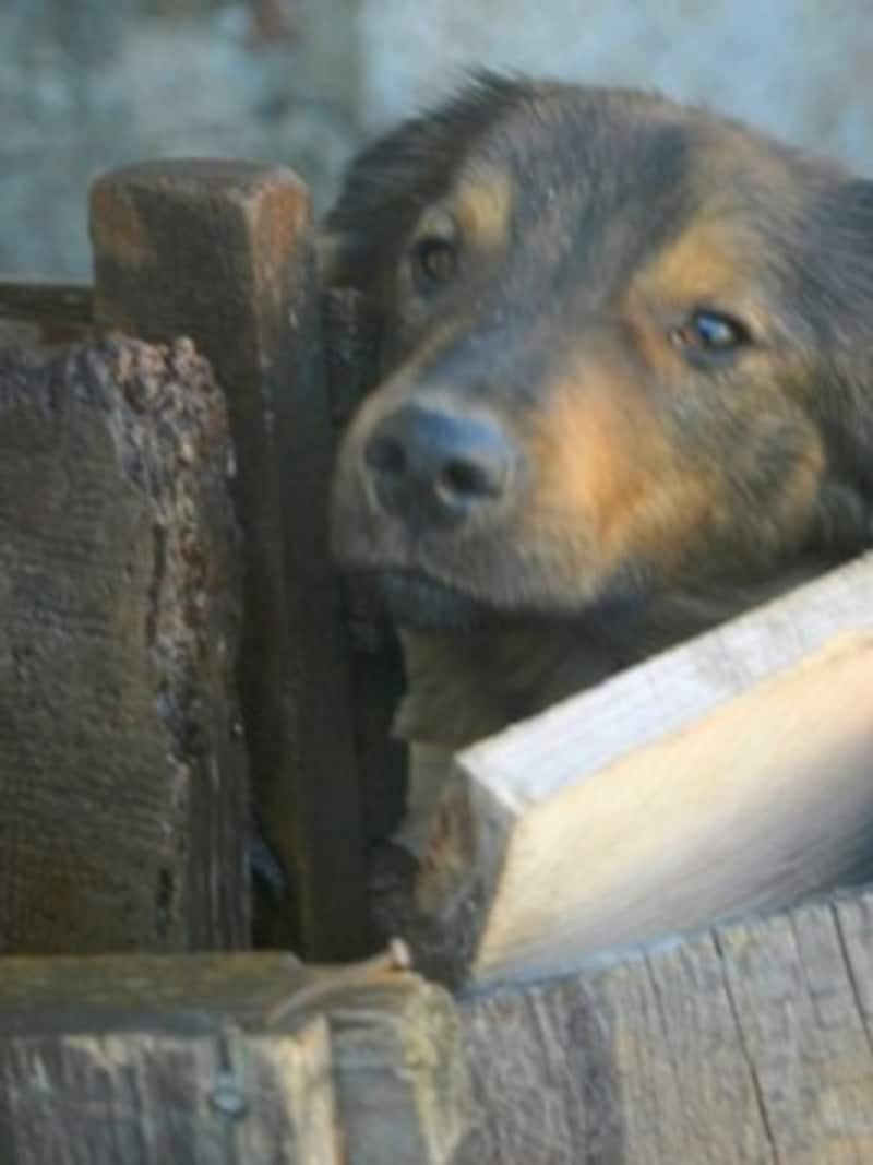 53 Hunde waren am Seebergsattel in einem Haus eingepfercht. (Bild: Claudia Terk)