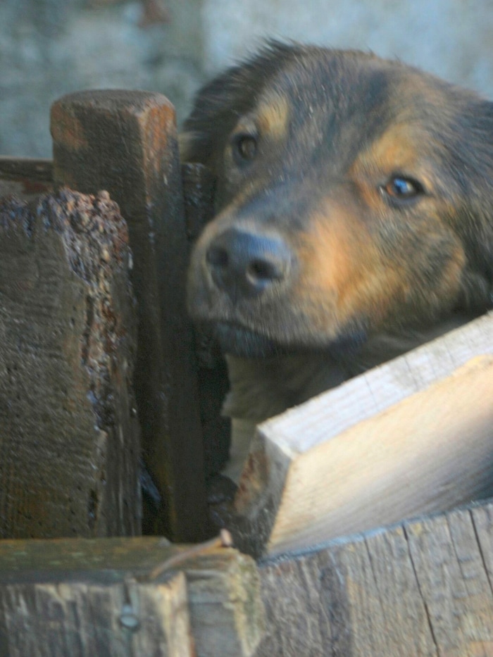 53 Hunde waren am Seebergsattel in einem Haus eingepfercht.