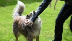 Die Hunde von Gampern, die eine Mutter angegriffen hatte, kommen weg (Symbolbild)