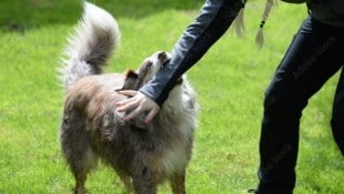 Die Hunde von Gampern, die eine Mutter angegriffen hatte, kommen weg (Symbolbild)