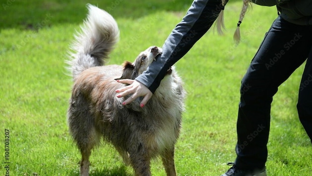 Hundebisse haben oft langwierige Operationen zur Folge. (Symbolbild) (Bild: Grubärin - stock.adobe.com)