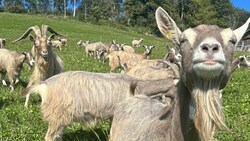Milchprodukte können von Ziege und Schaf gewonnen werden.
