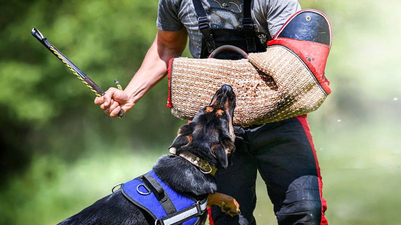 Velmi kontroverzní výcvik kousání je nyní mnohem přísněji regulován. (Bild: Milan - stock.adobe.com)