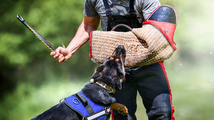 Kein Hund sollte das lernen müssen, es gibt Alternativen zum Biss in den Schutzärmel!