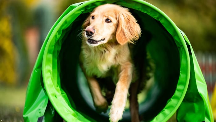 Möglichkeiten zur Auslastung gibt es viele: Agility, Flyball oder Dog Dancing sind nur einige ...