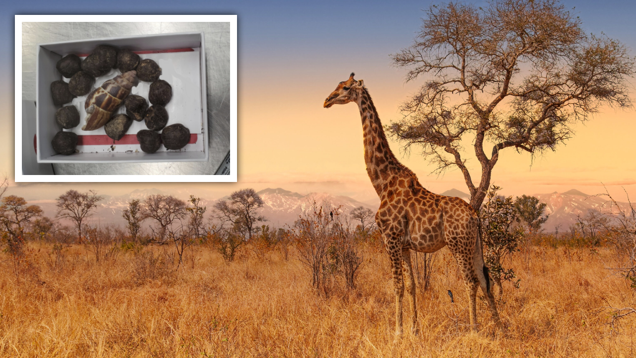 Zollbeamte in den USA haben eine Kiste mit Giraffenkot beschlagnahmt, der nach Angaben der Besitzerin zu Schmuck verarbeitet werden sollte. (Bild: AP, stock.adobe.com, Krone KREATIV)