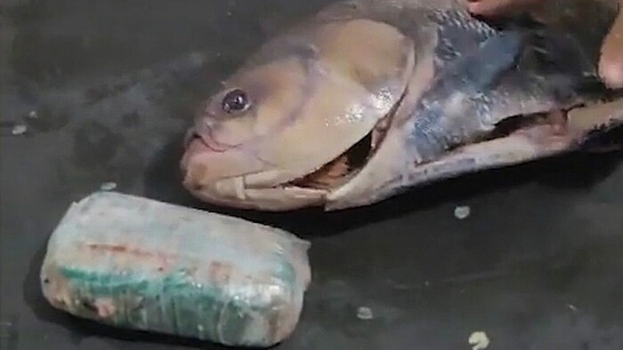Heiße Ware in gefrorenem Fisch: Auf einem Frachtschiff fanden brasilianische Beamte gut ...