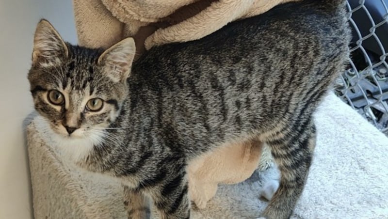 Mehrere süße Samtpfoten wie diese (Symbolfoto) sollen dem verdächtigen Katzenmörder im Bezirk Tulln zum Opfer gefallen sein. Die Atzenbrugger Polizei ermittelt jedenfalls auf Hochtouren gegen einen ortsbekannten Jäger. (Bild: Tierheim Hallein)