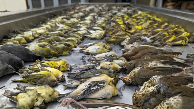 Die toten Vögel werden ins Museum gebracht und dienen dort der wissenschaftlichen Forschung. (Bild: ASSOCIATED PRESS)