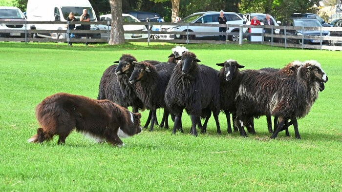 Die Hütehunde faszinierten die Besucher.