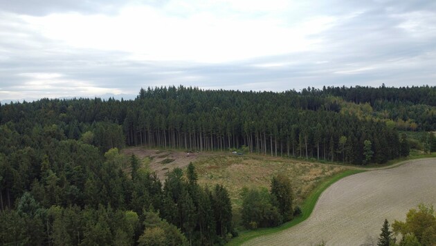 Der Unfall passierte in diesem Waldstück in Krenglbach. (Bild: Laumat)