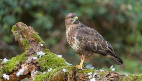 Der Mäusebussard ist ein häufiges Opfer bei Giftanschlägen auf Vögel in Bayern
