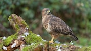 Der Mäusebussard ist ein häufiges Opfer bei Giftanschlägen auf Vögel in Bayern
