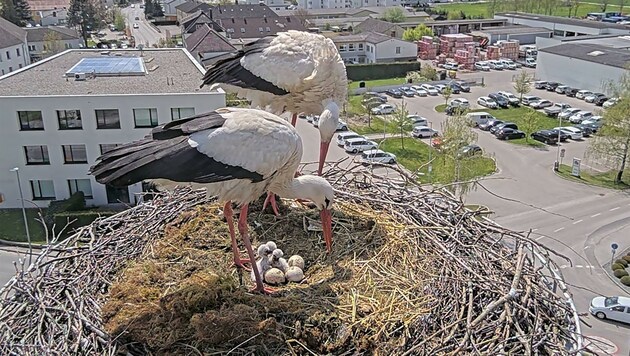 Die stolzen Vögel brachten auf einem Funkmast vier gesunde Babys zur Welt: (Bild: ÖBB)