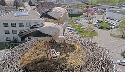 Die stolzen Vögel brachten auf einem Funkmast vier gesunde Babys zur Welt: (Bild: ÖBB)