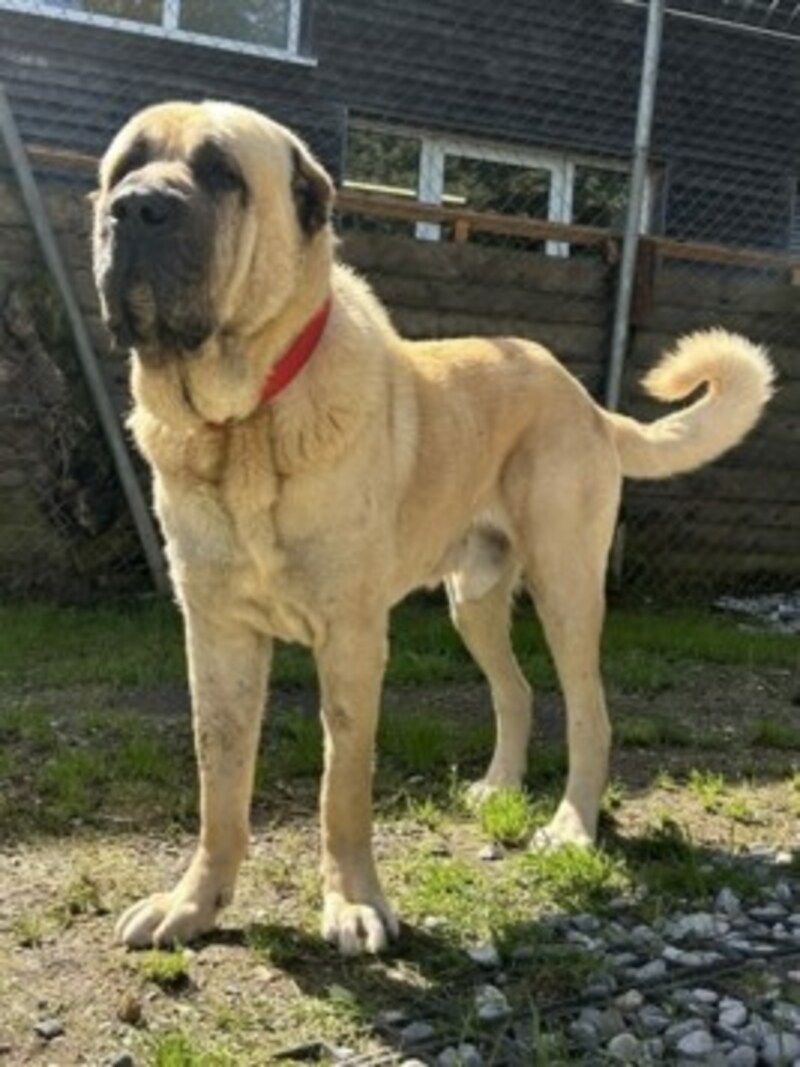 Kangal Rüde Django. (Bild: Tierschutzheim Vorarlberg )