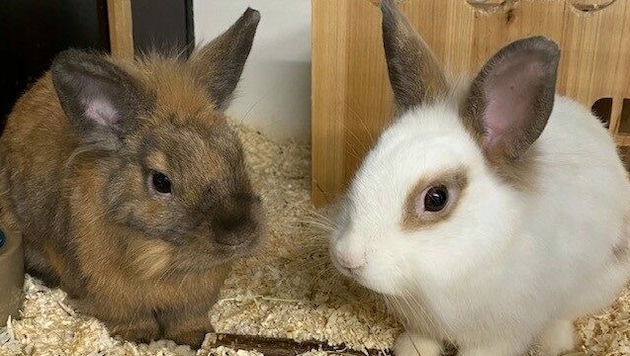 Zwergkaninchen Ebby und Eddie. (Bild: Tierschutzheim Vorarlberg )