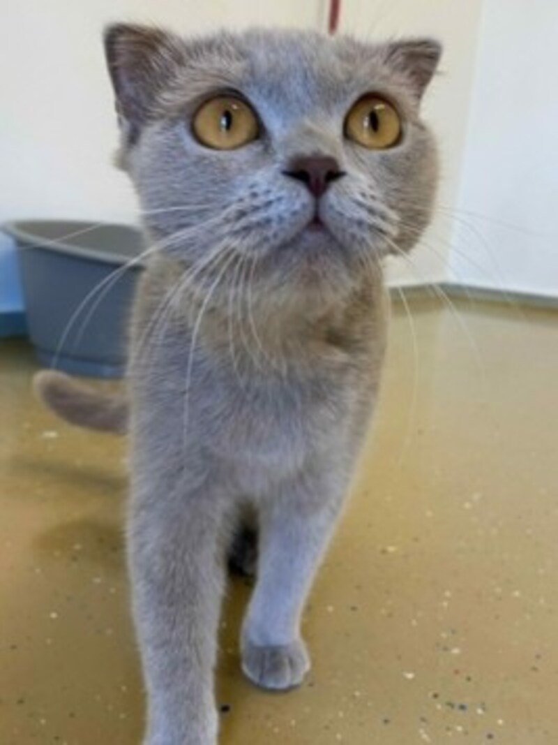 Scottish Fold Katze Paula. (Bild: Tierschutzheim Vorarlberg )