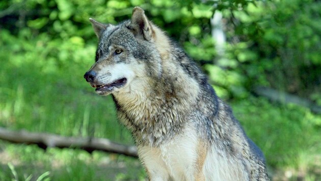 Nicht nur ein Wolf, sondern gleich ein Rudel soll in der Gemeinde umgehen, ist Josef Ebner überzeugt (Symbolbild). (Bild: Christof Birbaumer)