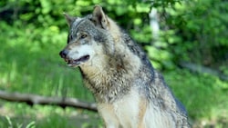 Nicht nur ein Wolf, sondern gleich ein Rudel soll in der Gemeinde umgehen, ist Josef Ebner überzeugt (Symbolbild). (Bild: Christof Birbaumer)