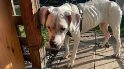 So sah der Hund Akira aus, als die Tierretter eingriffen. Drei Tage länger und das Tier hätte ...