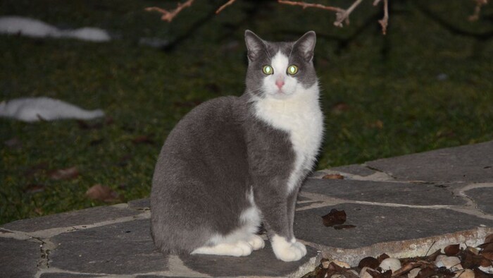Wo versteckt sich „Jango“?