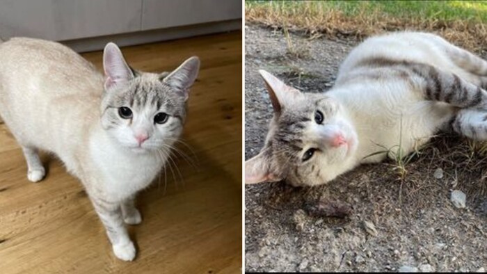 Wer hat „Rocky“ gesehen?