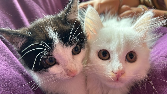 Niedliche Katzenbabys zum lieb haben.