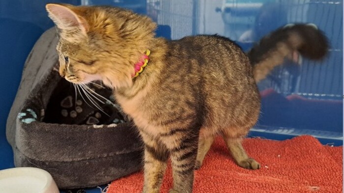 Die niedliche Katze möchte wieder zu ihrem Besitzer.