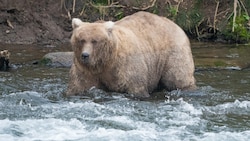 Die frisch gekürte „Queen“ hat beim diesjährigen „Fat Bear“-Wettbewerb in Alaska mit ihren kolossalen Kurven gesiegt. (Bild: Katmai National Park and Preserve)