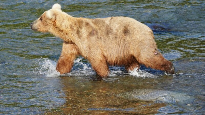 Die Gewichtszunahem der Bärin ist ordentlich, hier noch im Frühjahr recht abgemagert. (Bild: Katmai National Park and Preserve)