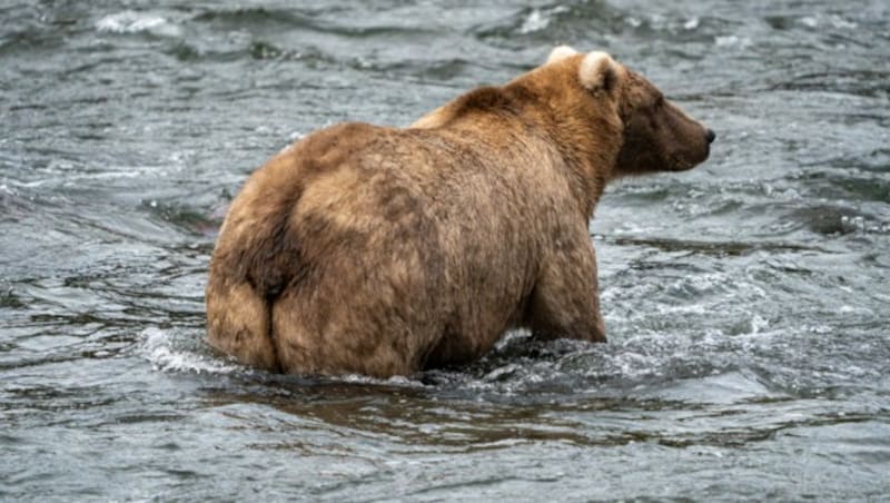 Vor dem Winter ist zu sehen - „Grazer“ hat ordentlich Lachs verschlungen. (Bild: Katmai National Park and Preserve)