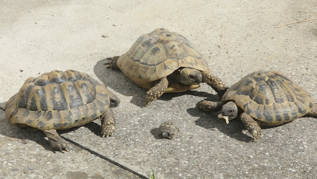 Nur so groß wie eine Zwei-Euro-Münze ist das erst vor wenigen Tagen aus seiner Eischale geschlüpfte kleine Panzertierchen der Familie der Landschildkröten. (Bild: Jöchl Martin)