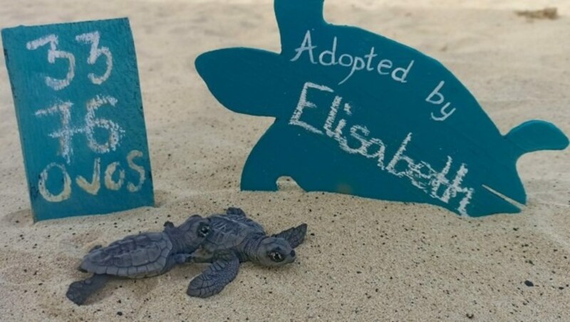 Rund 50 Tage dauert es, bis die kleinen Schildkröten schlüpfen. 31 Babys aus „meinem“ Nest wurden vom Project Biodiversity freigelassen. (Bild: Elisabeth Salvador)