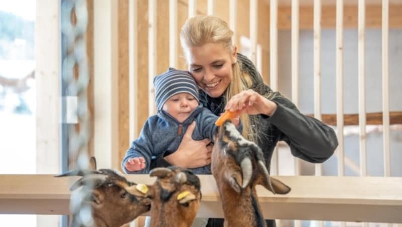 In der Außenanlage, dem Kinderland des Almfamilyhotels, befindet sich der 2.500 m2 große Kinderspielplatz. Kinder jeglichen Alters können dort ihrem Tatendrang freien Lauf lassen: Neben Rutschen, einer Schaukel, einer riesigen Sandkiste und vielen Klettermöglichkeiten gibt es noch ein Wasserspiel für den Sommer. Ein besonderes Highlight der Spielwelt ist der Streichelzoo. (Bild: Almfamilyhotel Scherer)